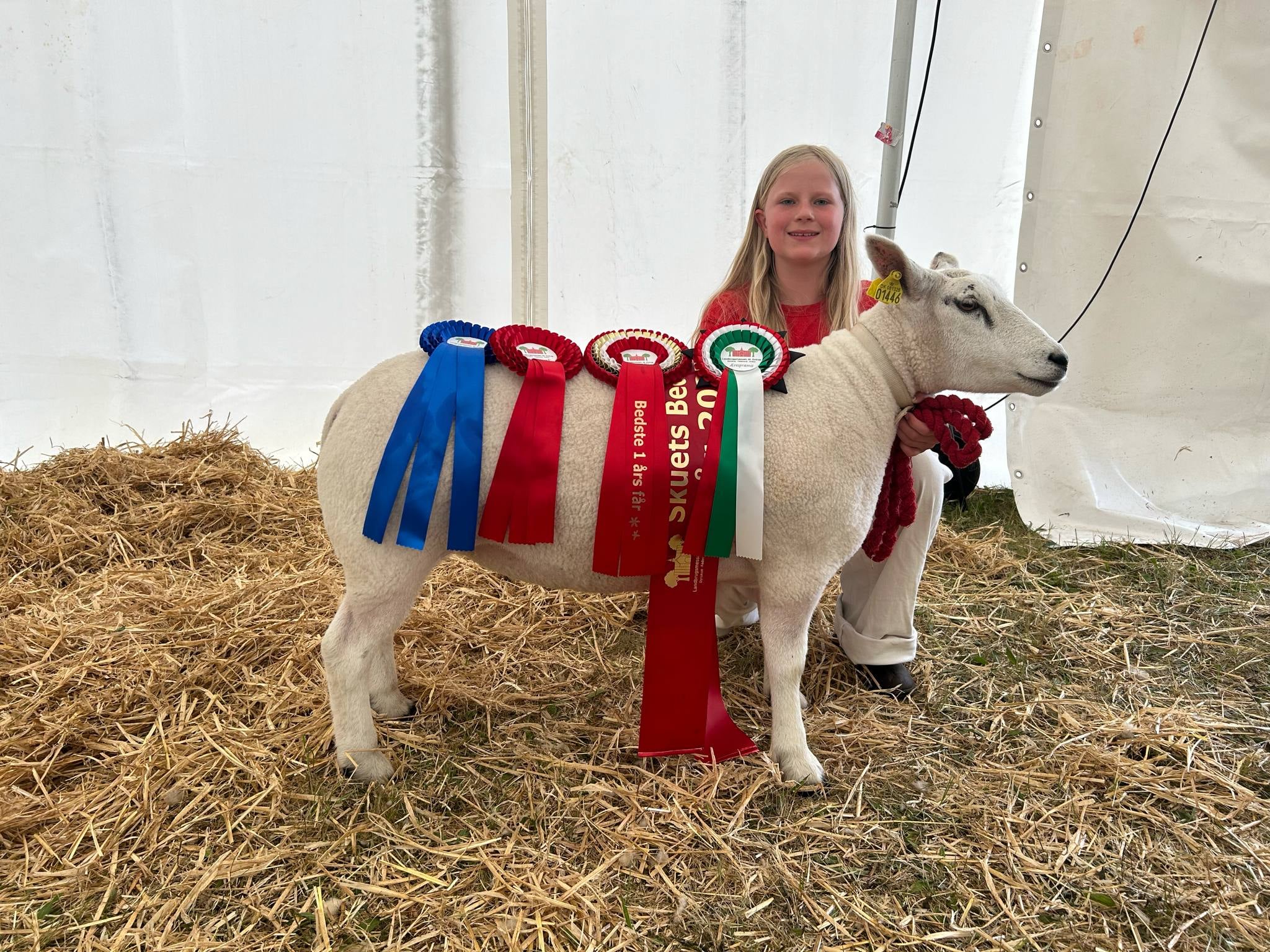 Skuets bedste får, Chr. nr. 81326-01445, 1. år Ejer: Brøggers Texel