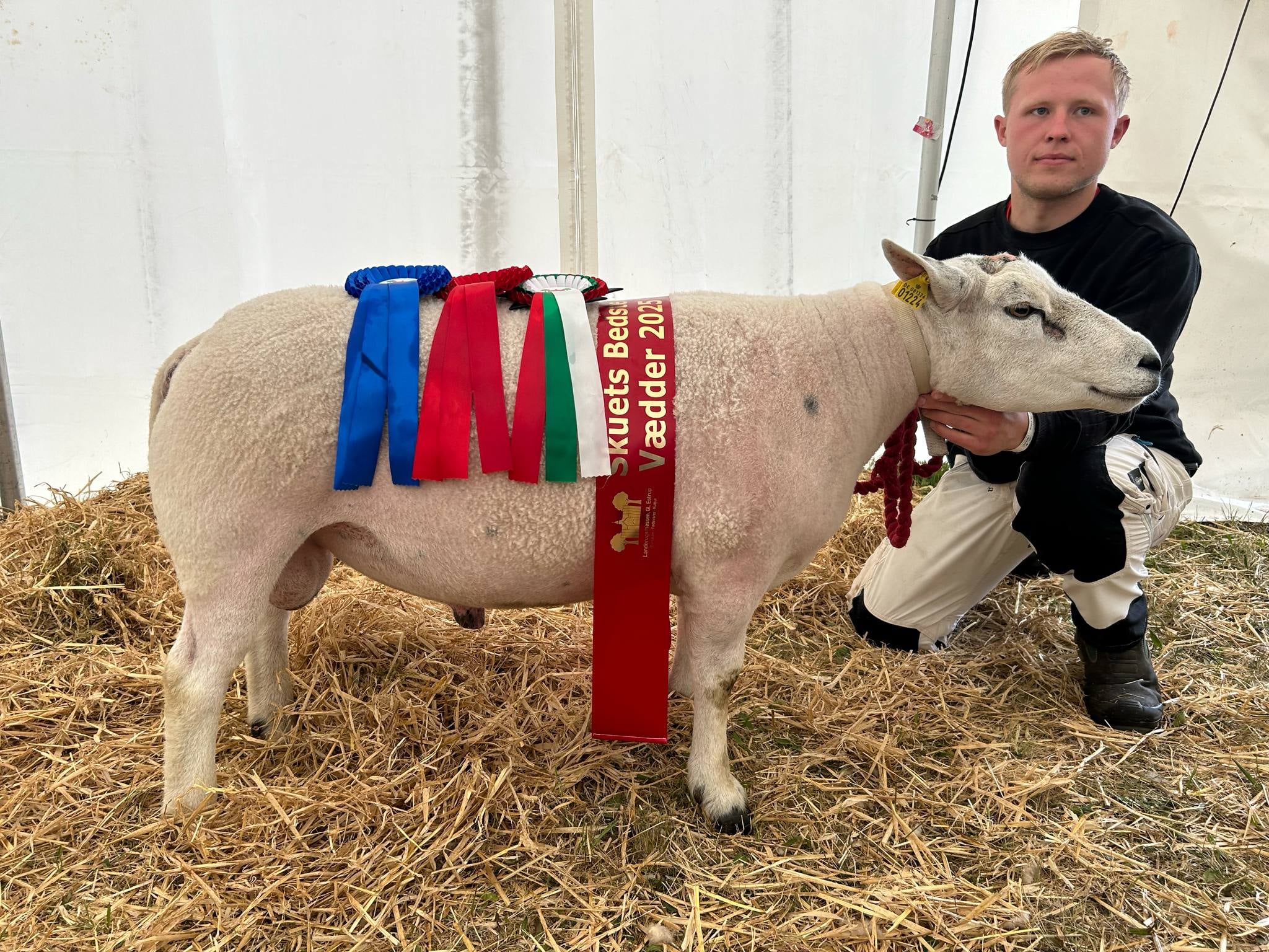 Skuets bedste vædder, Chr. nr. 81326-01224, 2 år Ejer: Brøggers Texel